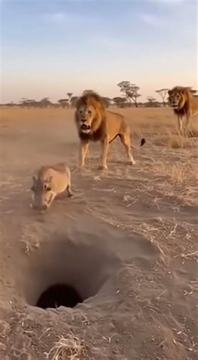 Wild boar vs Lion .. #funny #funnyvideo #animals