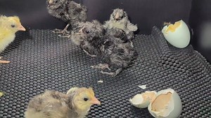 Some very cute little bantam Easter Eggers are hatching 🐣. | Cajun Creek Farm