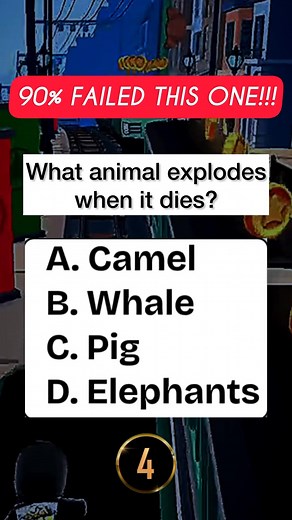 2.3K views · 81 reactions | What animal explodes when it dies ? #quiz #QuizTime #fun #noblequiz #fblifestyle | iPhone Series | Facebook
