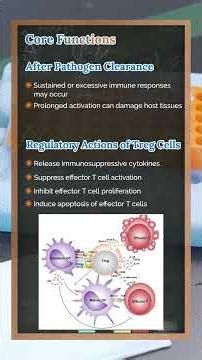Treg Cells: Function, Identification Methods and Significance (Part 1)