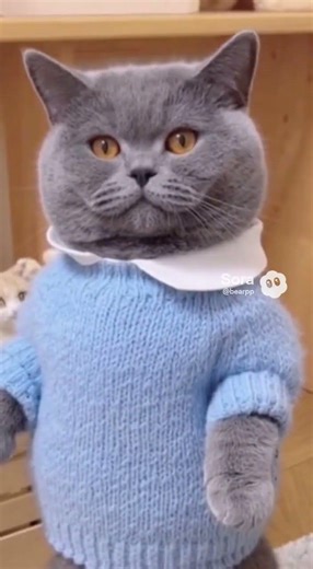 One Tail Flick—Wrong Direction. #CopyFail #WrongWay #AICat 😺〰️😂