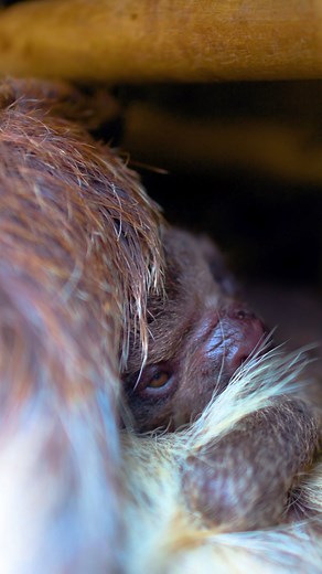 Say hello to our newest Linne’s two-toed sloth baby. 😍 Born to mom Tommi and dad Riley on November 14, this tiny cutie made its debut right on habitat — and a group of visiting school kids were there to cheer it on with a Happy Birthday song! Talk about a warm welcome. Baby and mom are doing well and spending lots of time cuddling and bonding. Stay tuned for more tiny sloth snuggles and slow-motion cuteness! | Dallas Zoo