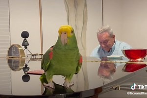 The Greatest Singer on Earth Is a Double-Yellow Headed Amazon Parrot