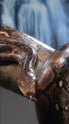 The worlds longest snake!