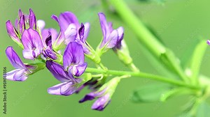 Alfalfa, herb with flowers in summer ina soft breeze in Germany