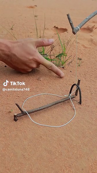 How to make traditional bird trap 🪤🪤🪤 #trapper #WildBirds #viral