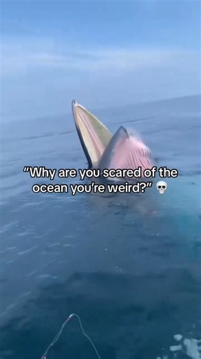 Mysterious things - New perspective on Instagram: "🦈🌊 The Deadliest Ocean Creatures Ever Caught on Camera 😨💀 The Sea’s Most Efficient Killers No warnings. No mercy. Just instinct. These are the most dangerous ocean creatures ever recorded on camera — not myths, not legends, but real predators doing what they evolved to do. 🦈 Apex Hunters: Silent, fast, and perfectly built to kill 🪼 Invisible Death: Venom that paralyzes before you feel pain 🐙 Crushing Strength: Limbs that grab, squeeze, an