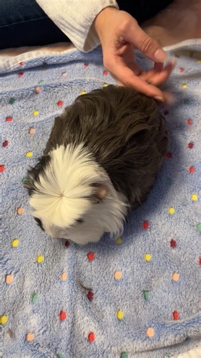 Cute Guinea Pig Haircuts at the Barber