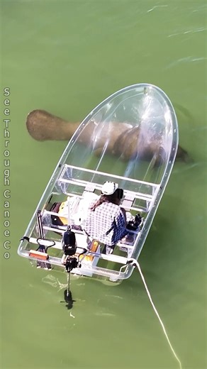 Watching Manatees in an electric powered clear boat. We've finished designing the seats and putting other finishing touches on our new clear boat and have now put them into production for the public to purchase. We're calling it the Invisiboat. It holds 3 people in addition to gear and a motor. Find more details about this awesome clear boat on our website at seethroughcanoe.com or check out the video in widescreen format on the YouTube channel for the See Through Canoe Company. #nature #Awesome