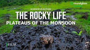 When Varad Giri first set foot on the lateritic plateaus of Goa, he had no idea how ecologically rich they were. Slowly, what seemed like barren rock revealed a hidden world. Saw-scaled vipers sheltered under stones, frogs arrived with the rains, and countless other life forms adapted to this stark terrain. Ever since then, these plateaus have been calling him back again and again. Watch our next Science in Action release, “The Rocky Life,” a Roundglass Sustain film directed by Biont. | Roundgla