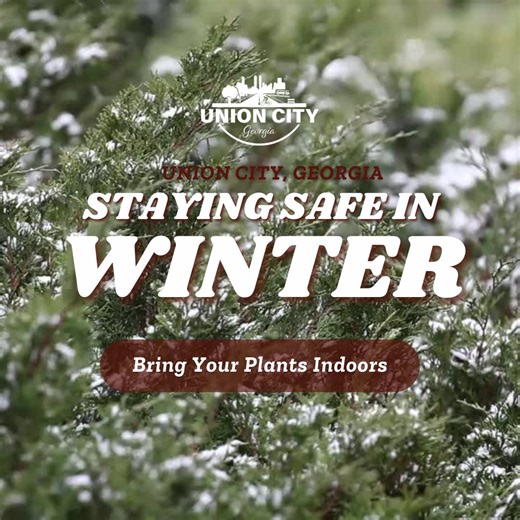 ❄️Freeze Alert!: Plants Need a Place Indoors❄️ With the current winter weather, it's crucial to bring your plants indoors and ensure their safety. Here are some tips to help your green friends thrive during this challenging time: ✔ Keep plants away from drafty windows and doors to prevent cold shock. ✔ Move pots away from heat sources like radiators to avoid sudden temperature changes. ✔ Water less frequently; plants generally need less water during the winter months. ✔ Ensure proper humidity le