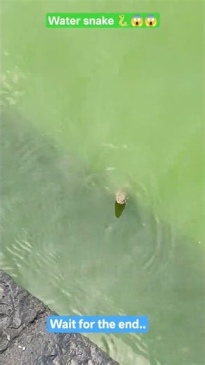 Can you see the watersnake🐍😱 #india #green #water #shortvideo #youtubeshorts #hindugod #snake #fyp