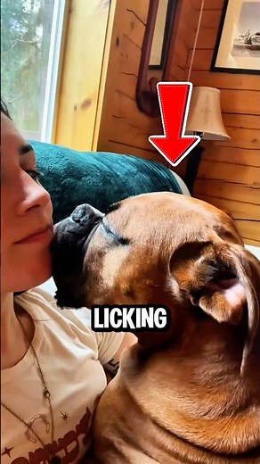 Why Dogs Lick Their Owners?