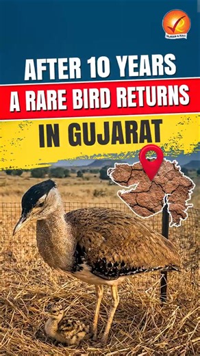 They Moved an Egg 770km to Save This Nearly Extinct Bird