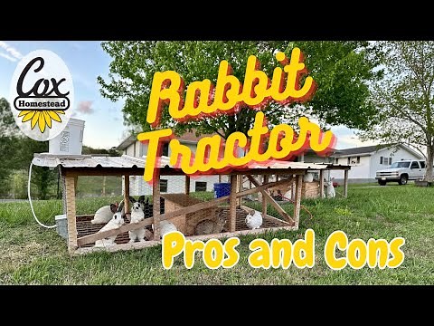 Polyface Rabbit Tractor Pros and Cons: WHAT WENT WRONG with raising rabbits on pasture?!?!