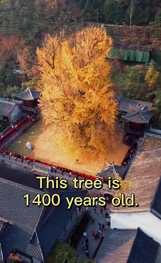 Emperor Li Shimin's Enduring Legacy: 1400-Year-Old Ginkgo Trees