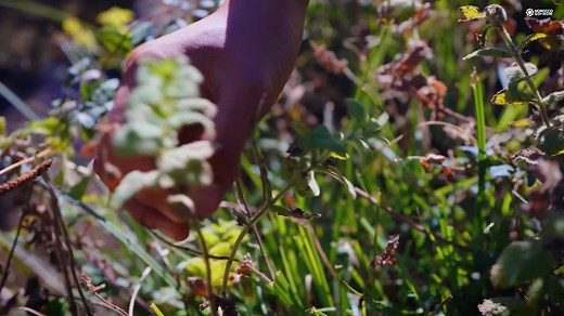 Prepare to explore the essence of Moroccan cuisine a delightful combination of spices, traditions, and delectable dishes! From tagines and couscous to harira and mint tea, this video will take you on an unforgettable flavorful journey. #moroccan #CuisineMarocaine #moroccanfood #food #visitmorocco #maroc #moroccotravel | Moroccogonow