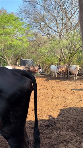 Understanding Live Incentive Programs for Cattle Farming