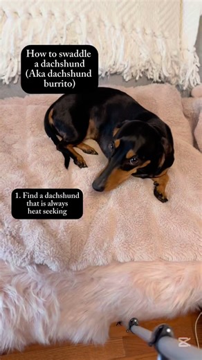 How to swaddle your dachshund (aka. Dachshund burrito). 🤣🤣🤣. Made about my heat seeking doxie, Princess Grace. #dachshundlife #doginfluencer #SillyGoose #swaddling #burritotime #funnydogmoments #wienerdog #princessdog #wienerwrap #princessdog #doxielove #wrapping #CozyVibes #Heatseekers #followmeonfacebook #likeandfollow #novascotia #mondayvibes #MondayMood #mondaymorning | Princess Grace, the Royal Dachshund