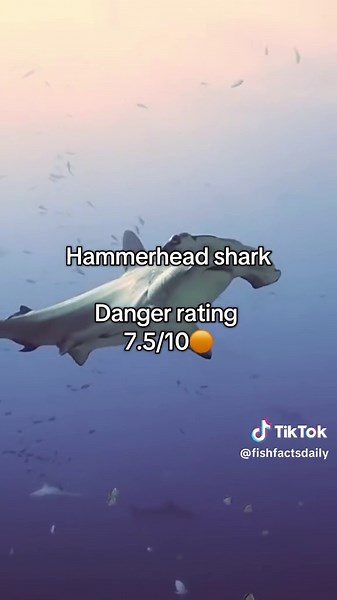 Sharks in turkey #turkey #shark #sharks