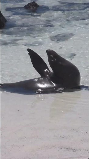 Galapagos Sea Lion (Zalophus wollebaeki) #sealions #galapagoswildlife #marinelife