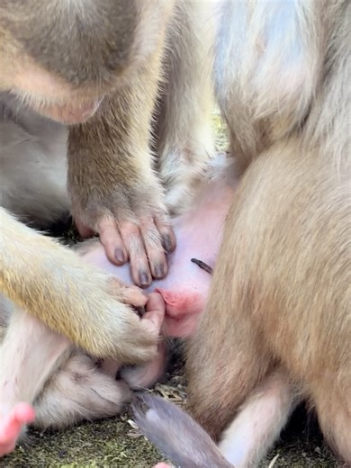 Newborn Pigtail Baby Monkey Groomed by Big Sister