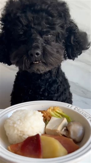 Today he's eating rice bowls #poodle #dog #poodlelove #dogeating #dogroutine | Harper Thompson