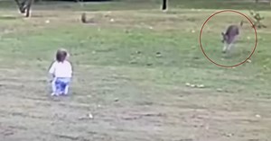 Kangaroo Goes After Helpless Toddler, Launches Girl Backward in Heart-Stopping Video
