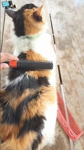 How to Grooming your Cat