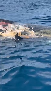 285K views · 1.8K reactions | Sharks circle the corpse of the sperm whale towed from the shores of Venice by Sea Tow. Video from Sea Tow Venice https://www.mysuncoast.com/2024/03/15/video-shows-shark-circling-corpse-whale-towed-shores-venice/ | ABC7 Sarasota - WWSB | Facebook