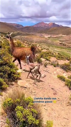 Tiny llama taking wobbly first steps with mom 🦙 #babyanimals #peru #heartwarming