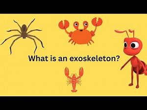 What is an exoskeleton?| Smarsprouts Learning Hub