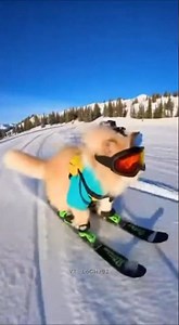 Skateboarding Cat Went Viral 🛹😹 | You Won’t Believe This!