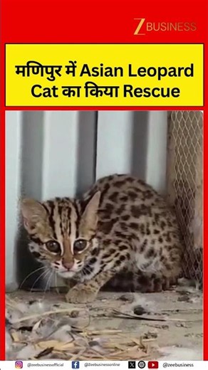 Asian Leopard Cat Rescued in Manipur, Safely Handed Over to Forest Department