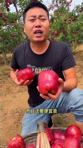 Fresh Apple Harvest Day! 🍎 Harvesting Sweet Red Apples in the Orchard🧺✨#redapples #fruit #freshfruit