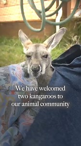 We’ve welcomed two kangaroos to the thriving animal community on Necker Island. They were in need of a new home, the environment is perfect for them in the BVI & we got all the necessary permits and medical checks carried out. The female joeys are quickly settling in to island life https://virg.in/3xsg1Zl | Richard Branson