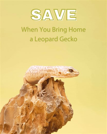 Leapin' lizards! The Petland pet of the month is the leopard gecko! All month long you can save on leopard geckos and the supplies you need to welcome them home. Stop into Petland this week to work with one of our pet counselors to find the right pet for you. | Petland Hilliard | Facebook