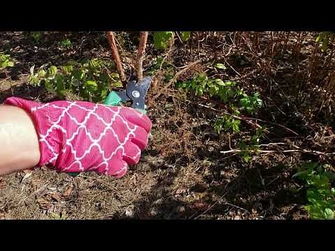 Planting Raspberries in the Fall.