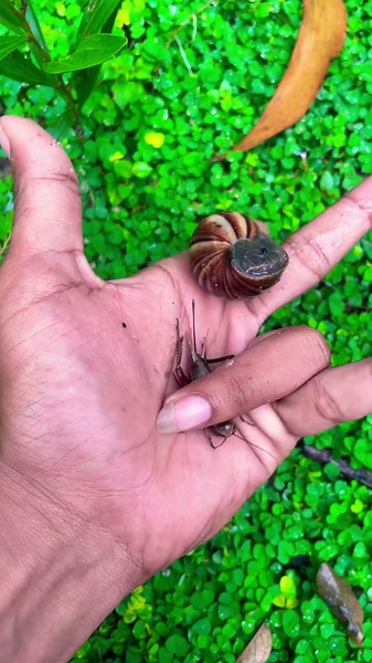 Wow👀🐚 #animalvideos #venomouscreatures #animallife #animallovers #insects #nature #animals #snake