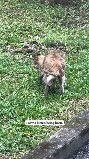 The pets only 🐾 (@Thepetsonly) on X