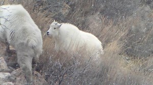 19K views · 678 reactions | Good morning! Are you as excited about more snow as these mountain goats in Weber County? | Utah Division of Wildlife Resources | Facebook
