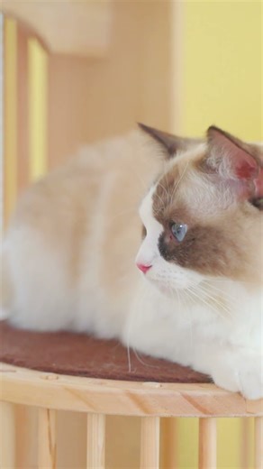 We went ALL OUT for Christmas. Introducing the Okra Modern 67-inch Cat Tree for your feline.