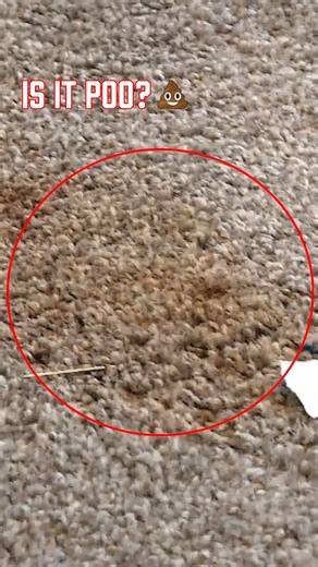 Can someone clean this for us? 💩 #renting #disgusting #fail | World's Worst Neighbours