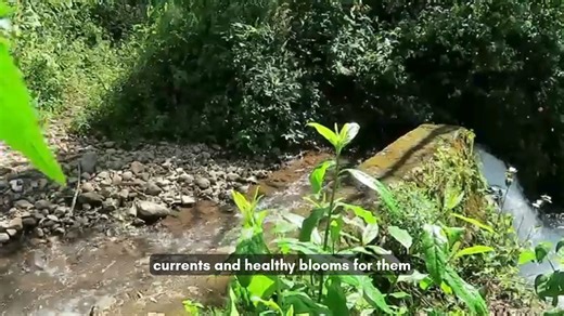 In Mexico, the monarch butterflies' annual arrival is an important cultural event. Monarchs typically arrive in Mexico around the start of November, which coincides with Día de Muertos (Day of the Dead), a celebration to honor and remember deceased loved ones. Día de Muertos is observed on Nov. 1 and 2. Monarchs represent the souls of those who have passed. From Estela Romero in her first video of the 2025-26 overwintering season: "The locals of the region speed up our preparations for our great