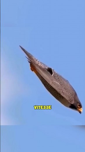 Le faucon pèlerin, l'oiseau le plus rapide du monde 😱 #shorts
