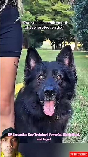 K9 Protection Dog Training | Powerful, Disciplined, and Loyal #dogtraining #dogcoach #loyaldog