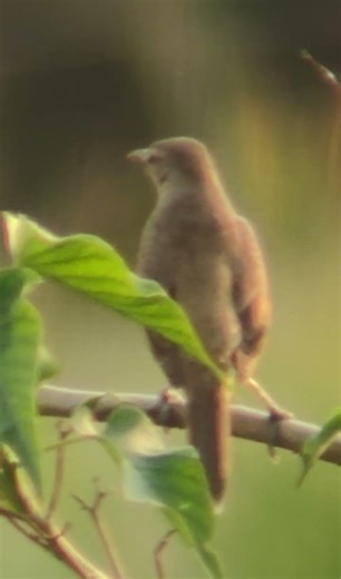 Hidden in the Reeds: The Clamorous Reed Warbler