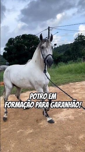 Potro mangalarga marchador tordilho!🐎👏🏻🥰♥️🏇🏻