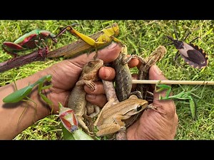 Finally I discovered the lizard's incredible wildlife habitat