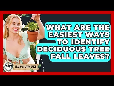 What Are The Easiest Ways To Identify Deciduous Tree Fall Leaves? - Seasonal Living Guide